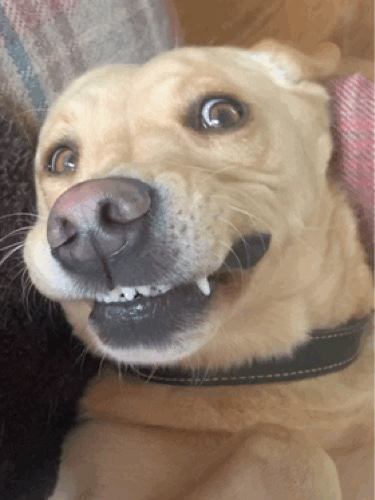 Gorf